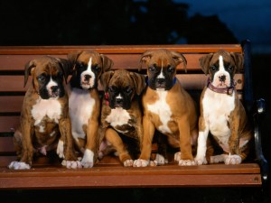 boxer-puppy-wallpaper